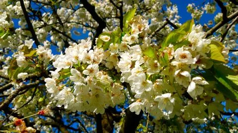 Apple blossom. spring. background Stock Photos