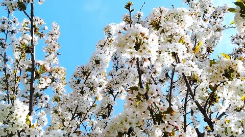 Apple blossom. Spring. Blue sky. Close-up. Stock Footage 129833586