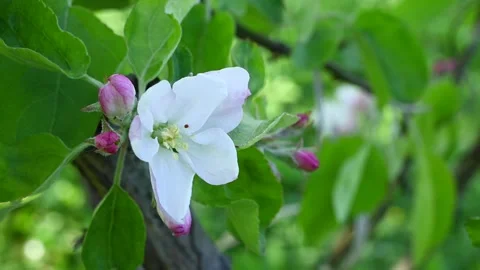 Apple blossom in spring close-up in the garden in spring, movement in the wind Stock Footage 244913087