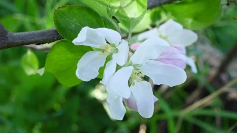 Apple blossom in spring close-up in the garden in spring, movement in the wind Stock Footage 254360355