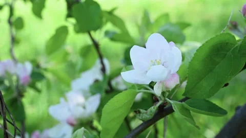 Apple blossom in spring close-up in the garden in spring, movement in the wind Stock Footage 254360375