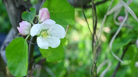 Apple blossom in spring close-up in the garden in spring, movement in the wind Stock Footage 262909474