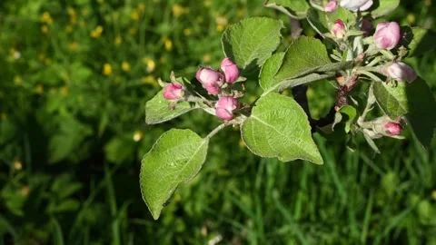 Apple blossom in spring close-up in the garden in spring, movement in the wind Stock Footage 264075144