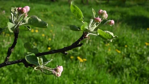 Apple blossom in spring close-up in the garden in spring, movement in the wind Stock Footage 264075154
