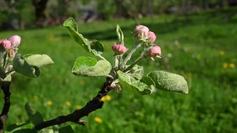 Apple blossom in spring close-up in the garden in spring, movement in the wind Stock Footage 264075158