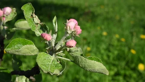 Apple blossom in spring close-up in the garden in spring, movement in the wind Stock Footage 264075171