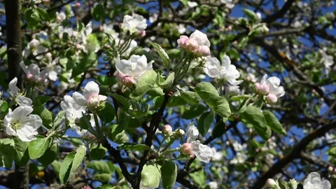 Apple blossom in spring close-up in the garden in spring, movement in the wind Stock Footage 264075186