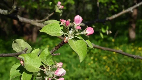 Apple blossom in spring close-up in the garden in spring, movement in the wind Stock Footage 265108003
