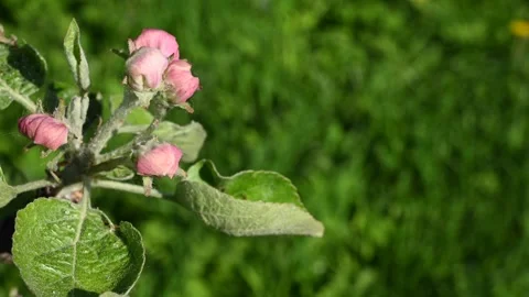 Apple blossom in spring close-up in the garden in spring, movement in the wind Stock Footage 265108016
