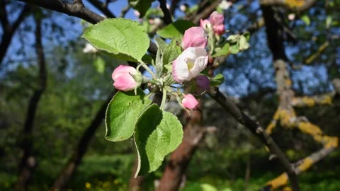 Apple blossom in spring close-up in the garden in spring, movement in the wind Stock Footage 265108025