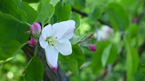 Apple blossom in spring close-up in the garden in spring, movement in the wind Stock Footage 265109305
