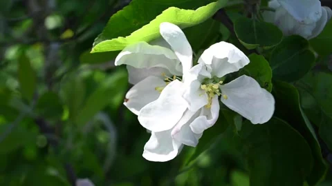 Apple blossom in spring close-up in the garden in spring, movement in the wind Stock Footage 265109327