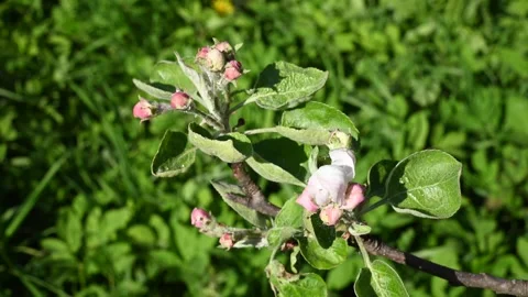 Apple blossom in spring close-up in the garden in spring, movement in the wind Stock Footage 267158528
