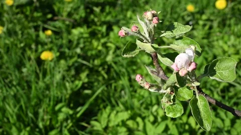 Apple blossom in spring close-up in the garden in spring, movement in the wind Stock Footage 267158977