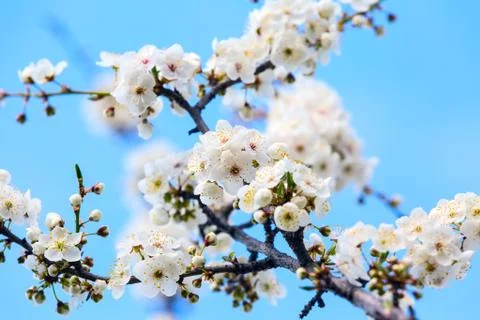 Apple blossom spring flowers Stock Photos