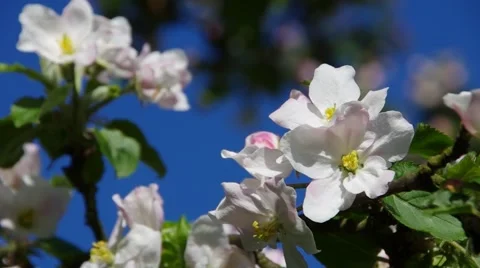Apple blossom in spring Stock Footage 57643662