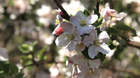 Apple blossom in spring Stock Footage 140993755