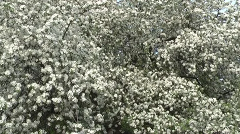 Apple blossom in spring in the garden. Stock Footage 5296796