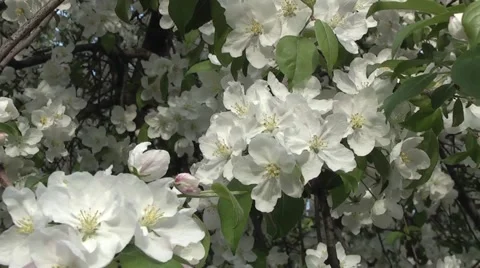 Apple blossom in spring in the garden. 库存影片 5296823