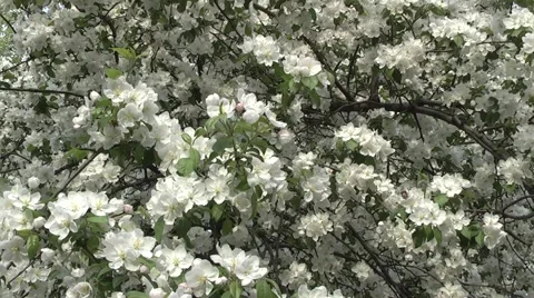 Apple blossom in spring in the garden. Stock Footage 5297049
