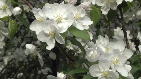 Apple blossom in spring in the garden. Stock Footage 5297061
