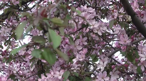 Apple blossom in spring in the garden. Stock Footage 5297150