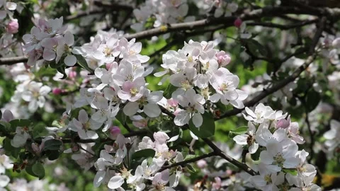 Apple blossom in spring garden, selective focus Stock Footage 136655069