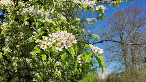 Apple blossom in spring garden in the wind Stock Footage 153871772