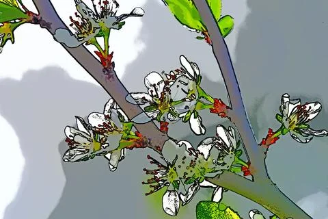 Apple blossom in spring in Germany Stock Illustration