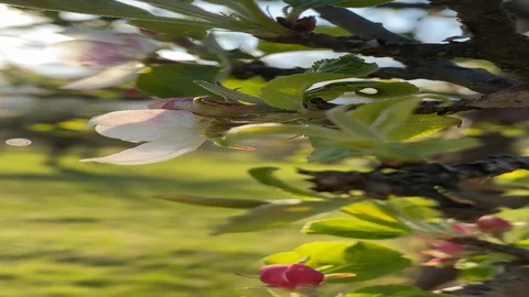Apple blossom spring light Stock Footage