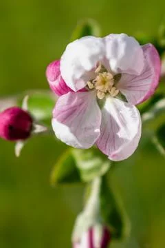 Apple blossom in spring, malus Stock-Fotos