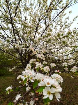 Apple blossom in spring Stock Photos