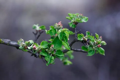 Apple blossom in spring Stock Photos