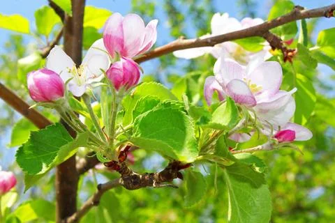Apple blossom in the spring Stock-Fotos