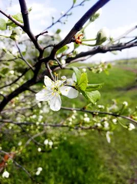 Apple blossom in spring Stock Photos