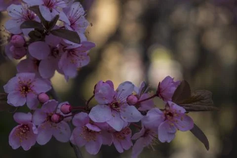Apple blossom in the spring Stock Photos