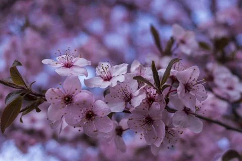 Apple blossom in the spring Stock Photos