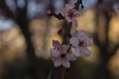 Apple blossom in the spring Stock Photos