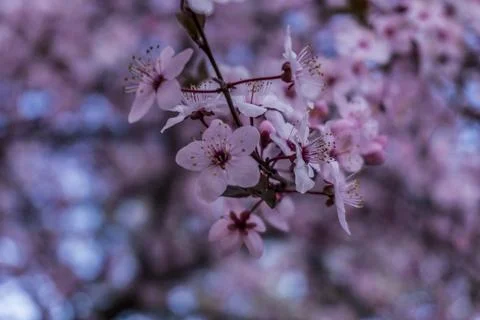 Apple blossom in the spring Stock Photos
