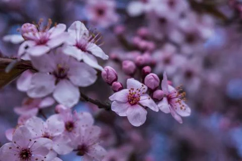 Apple blossom in the spring Stock Photos