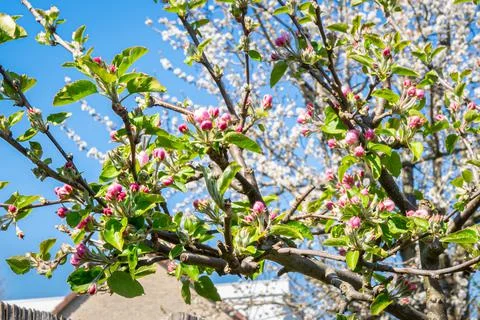 Apple blossom in spring Stock Photos