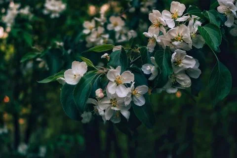 Apple blossom in spring Stock Photos