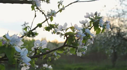 Apple blossom on a sunset Stock Footage 53542514