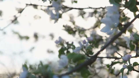 , apple blossom on at sunset Video stock 54792380