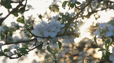 Apple blossom on at sunset Stock-Footage 55875772