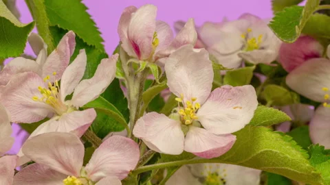 Apple Blossom Time Lapse Rotating on Purple Stock Footage 194752900