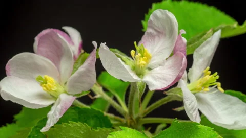 Apple Blossom Timelapse on Black Stock Footage 194751594