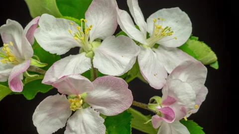 Apple Blossom Timelapse on Black Stock Footage 194751766