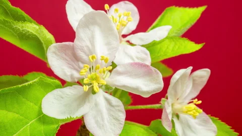 Apple Blossom Timelapse on Red Background Stock Footage 194751902