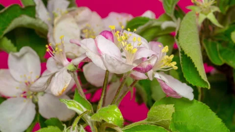 Apple Blossom Timelapse on Red Stock Footage 194752322